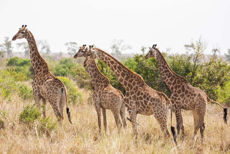 Safári pelo parque Chobe em Botsuana