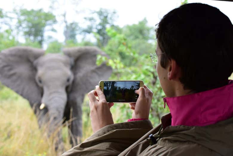 Um elefante no Parque Nacional Chobe
