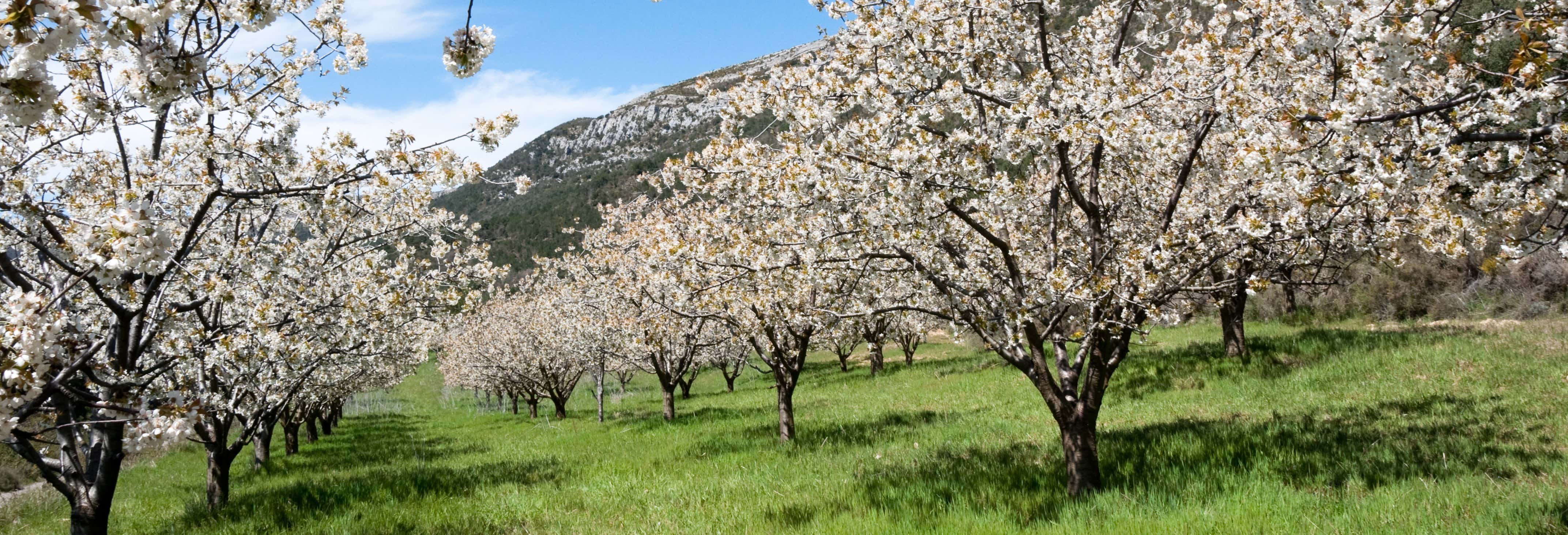 Valle del Jerte